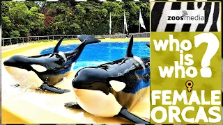 Loro Parque: FEMALE Orcas | zoos.media