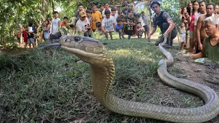 MONSTER KING COBRA NG QUEZON PROVINCE