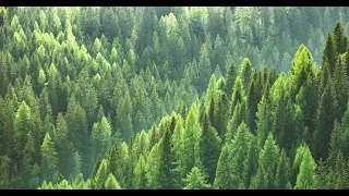 Hevia-Busindre Reel 1 hour [Extended Version] Relaxing music - Deep Focus - Landscape