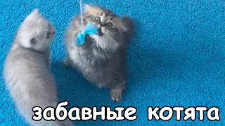 Забавные котята играют и смеются. Приколы с кошками