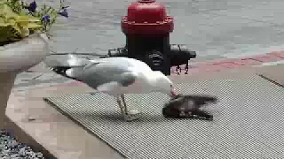 Killer Seagull