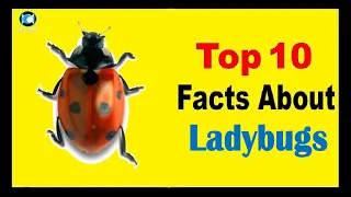 Ladybugs - Facts