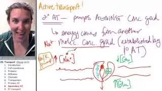 Transport 8- Secondary active