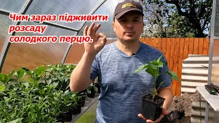 Підживлення розсади перцю- через тиждень її не впізнаєте!