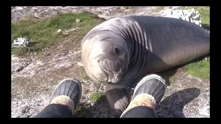 WHY DO THEY DO THIS? FUNNY ELEPHANT SEAL ROLLS DOWN HILL. STINKY TOES #SHORTS