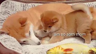 Puppy hurt his mom 😥- Shiba Inu puppies (with captions)