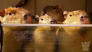 Capybara, large capybara or capybara (Animals #18)