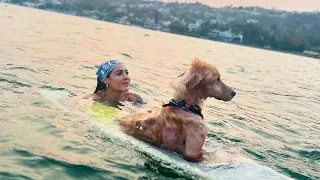 Since Dog Was Rescued From Hell, They Have Walked Together Towards Happiness