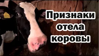 Предвестники скорого отёла коровы