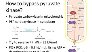 BIOL307: Gluconeogenesis