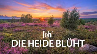Die Heide blüht - Lüneburger Heide, Wilsede, Wilseder Berg, Totengrund, Pietzmoor - mit Nikon Z6