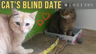 Valentine's Day Special - Cat Blind Date