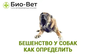 Бешенство у Собак: Как Определить // Прививки От Бешенства для Собаки // Сеть Ветклиник БИО-ВЕТ