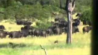 Battle At Kruger 2 - Buffalo vs Lion