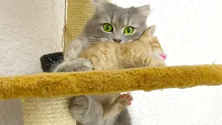 Mom cat doesn't want the kitten to climb high