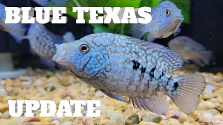 Blue Texas Cichlid Grow-out UPDATE (June 2022)