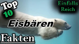 10 Fakten über Eisbären