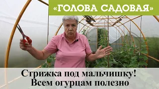 Голова садовая - Стрижка под мальчишку! Всем огурцам полезно