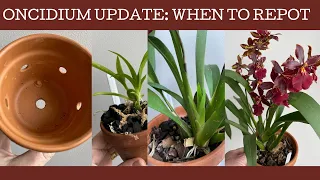 Oncidium update: when to repot, growth cycles and a massive repotting!