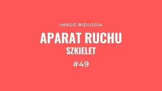 Aparat ruchu. Szkielet