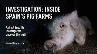 Investigation: Inside Spain's Pig Farms