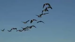 Geese With Flying Sounds