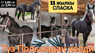 ПОЛЬШАДАН Бир КАМАЗ АТ тай кунан БЫШТЫ келди 12 баш 😱 Баары КЕЛИШКЕН АТТАР