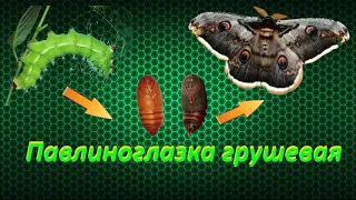 🐛 Павлиноглазка грушевая вывелась из куколки 🦋 / как вывести бабочку дома