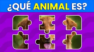 Rompecabezas de Animales 🧩🐹🐘 | Test de 50 Animales | Aprende los Animales 🥰