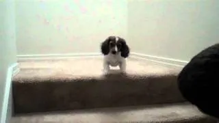 Nervous puppy and the stairs