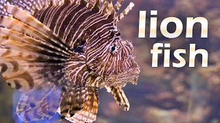 Lionfish: An Invasive Beauty with a Venomous Sting