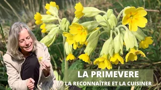 La primevère - la reconnaître et la cuisiner