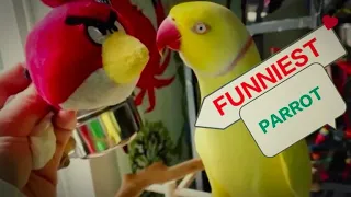 Parrot Funny and Talking videos Compilation-Funny Birds