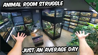 What is Like to MAINTAIN an ANIMAL ROOM with Loads of Animals - A day in life of an animal keeper!