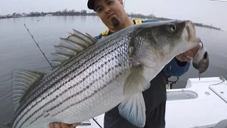 How to catch Stripers with a very simple rig that makes a HUGE difference! Striped Bass fishing