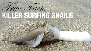 True Facts: Killer Surfing Snails