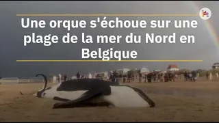 Une orque s'échoue sur une plage de la côte belge