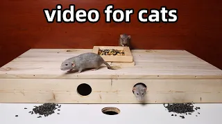 Cat TV🐭rats for cats and dogs to watch🐭video to relax your pets🐭