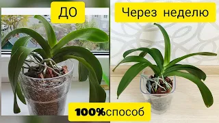 Orchid care | / Restore turgor orchids in a week