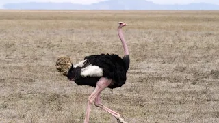 The ostrich waltz ( страуса вальс )