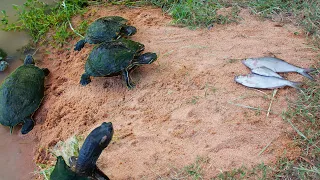 I Built the Turtles a Sand Ramp!