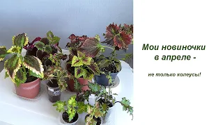 Мои новинки в апреле. Не только колеусы!