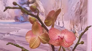 Эксклюзивная орхидея Ravello