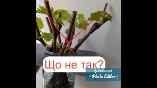 Як проростити виноград у банці з водою чи у тирсі ?