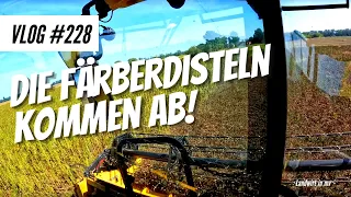 Vlog #228 Die Färberdisteln kommen ab. Besser als letztes Jahr?