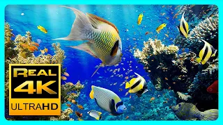 лучший расслабляющий аквариум в 4K UHD 🐠 Anti-Stress Music, Relax and Meditation.