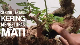Perawatan bonsai ileng ileng, penyebab kulit mengelupas dan mengering