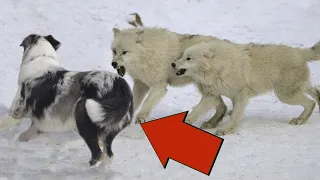 3 WOLVES AGAINST TWO DOGS! WOLVES AGAINST DOGS! PART 2