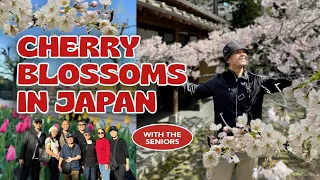 CHERRY BLOSSOMS AND MORE IN JAPAN! Chef RV with the Seniors
