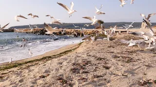 4K 1 Hour Sea Sounds:  Seagulls and Waves at Morning Beach